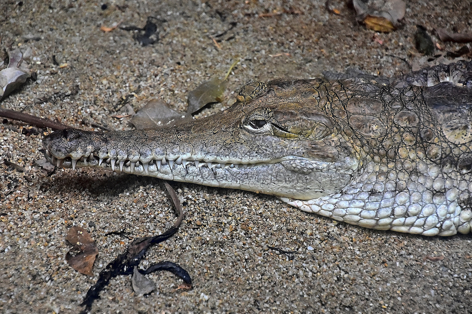 Australisches Süßwasserkrokodil (Crocodylus johnsoni)