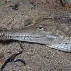 Australisches Süßwasserkrokodil (Crocodylus johnsoni)