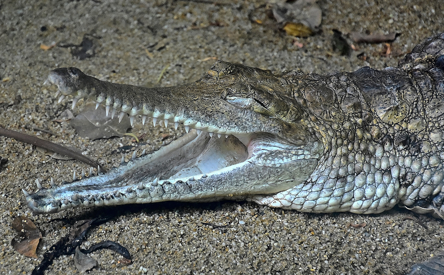 Australisches Süßwasserkrokodil (Crocodylus johnsoni)