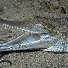 Australisches Süßwasserkrokodil (Crocodylus johnsoni)