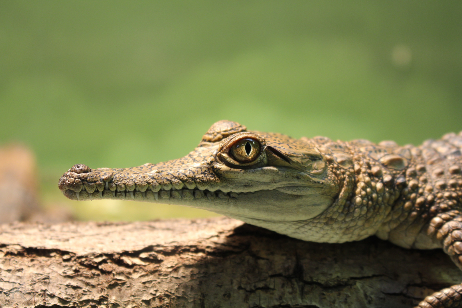 Australisches Süßwasserkrokodil (Crocodylus johnsoni) - Zoo Frankfurt