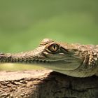 Australisches Süßwasserkrokodil (Crocodylus johnsoni) - Zoo Frankfurt