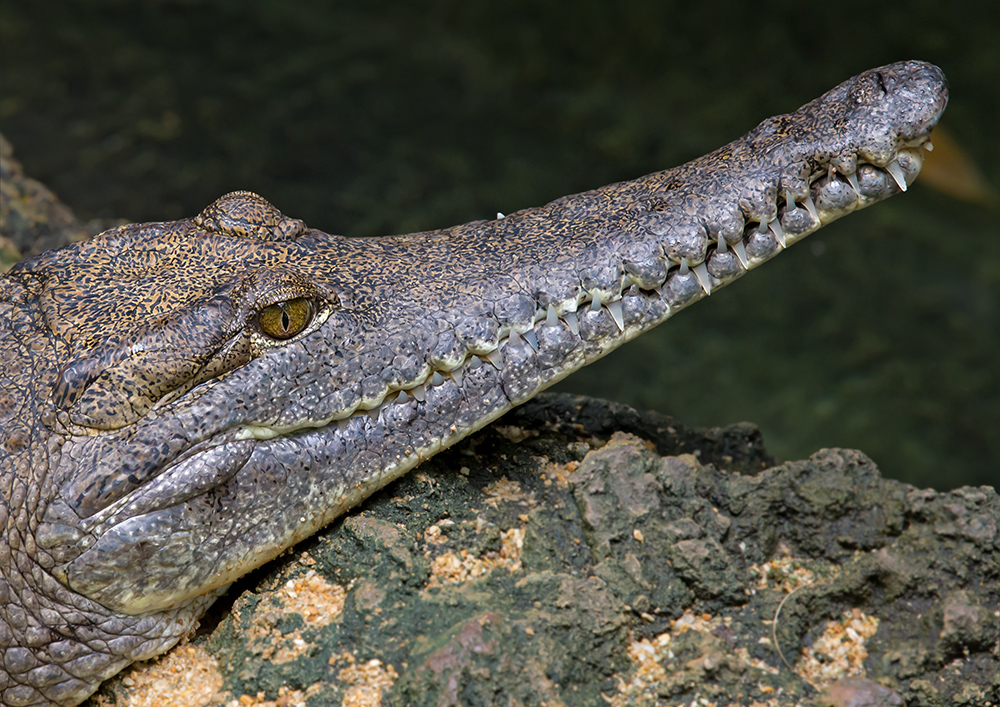 Australisches SüßwasserKrokodil...