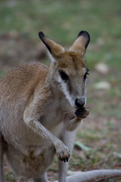 australisches Wallabie