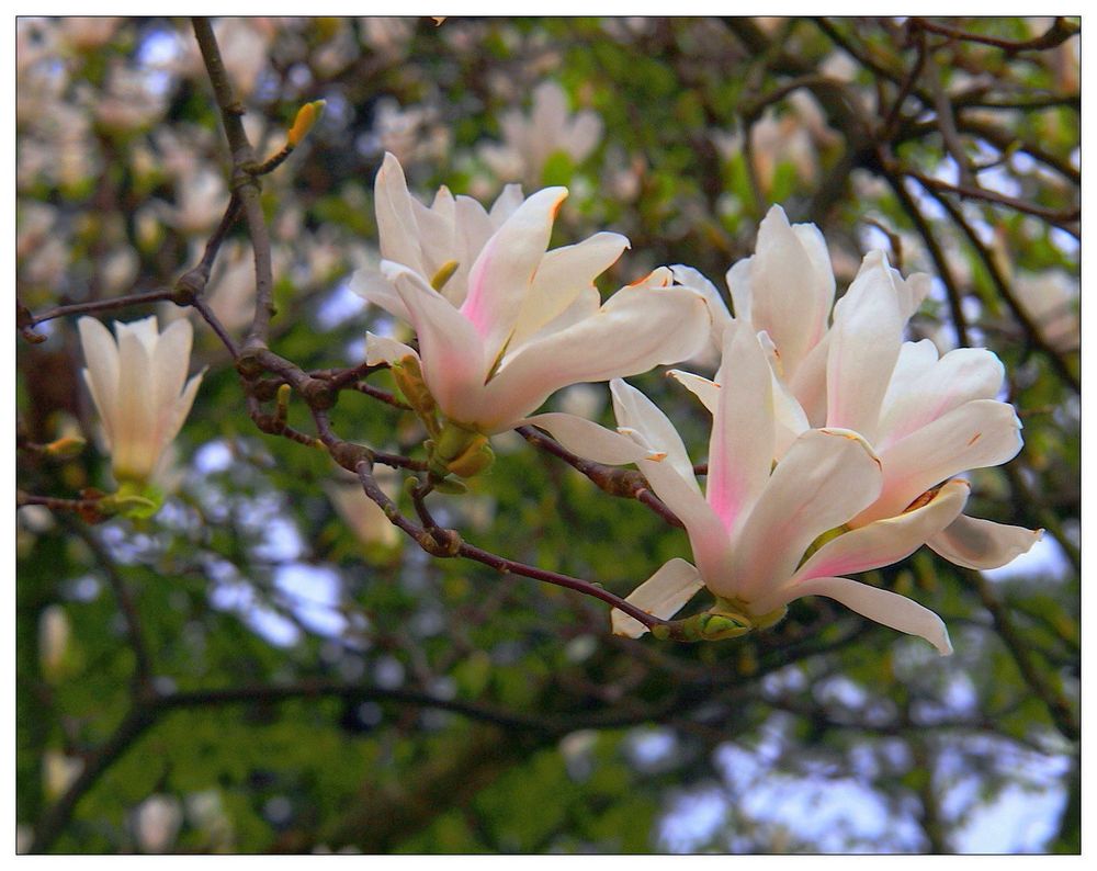 Austreibende Sternmagnolien