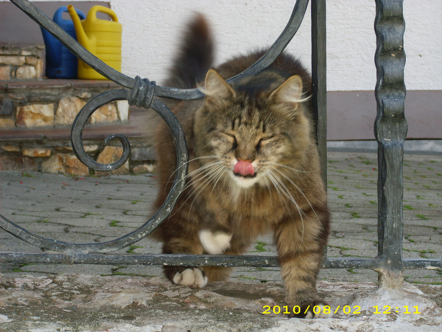 Austria - Kärnten - Rasputin/Baby/Tiger