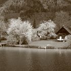 Austria Lago con Alberi