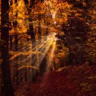 Austria, Styria, Südsteiermark, Leibnitz:  Waldspaziergang im Herbst