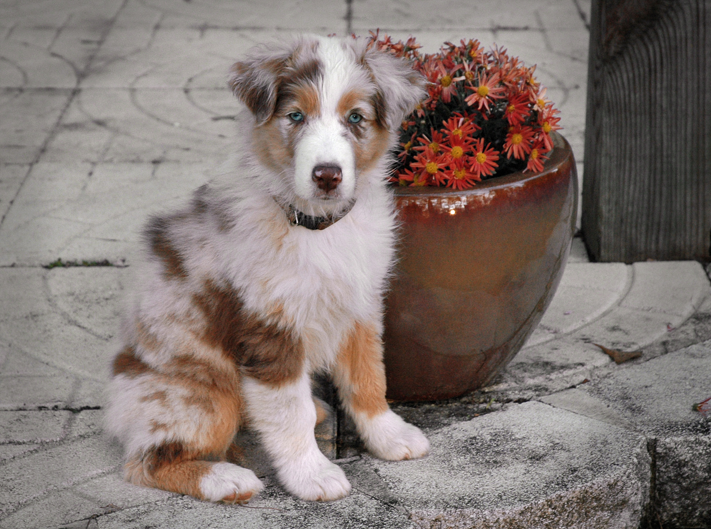 Austrialian shepherd puppy