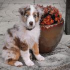 Austrialian shepherd puppy