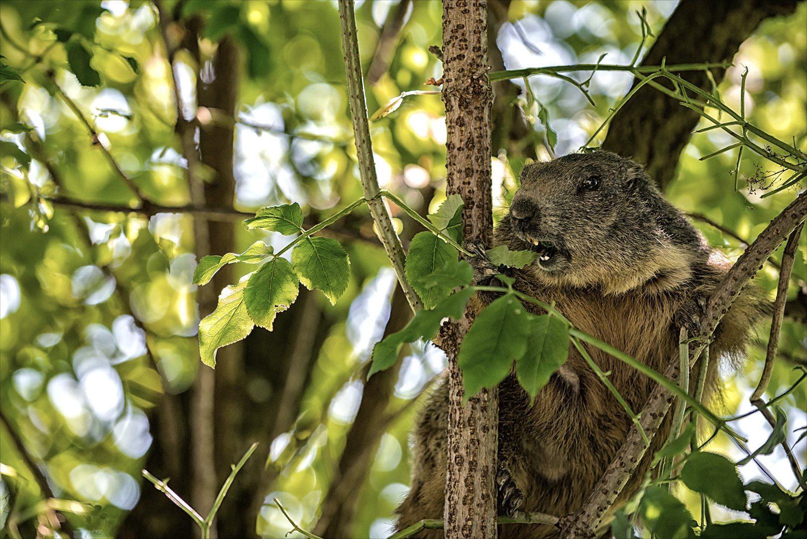 Austrian Koala