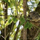 Austrian Koala