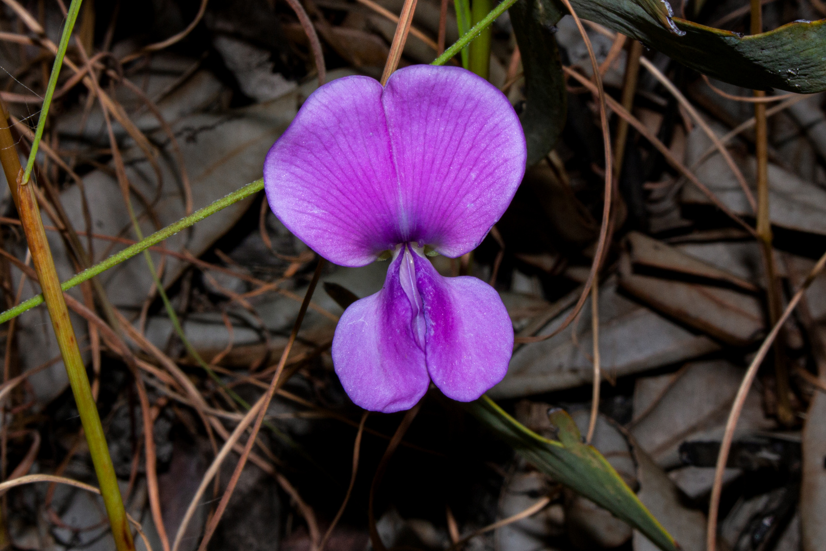 Austrodolichos errabundus