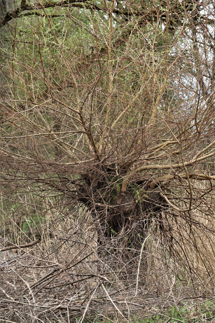 ausufernd in Erwartung des Frühling s 