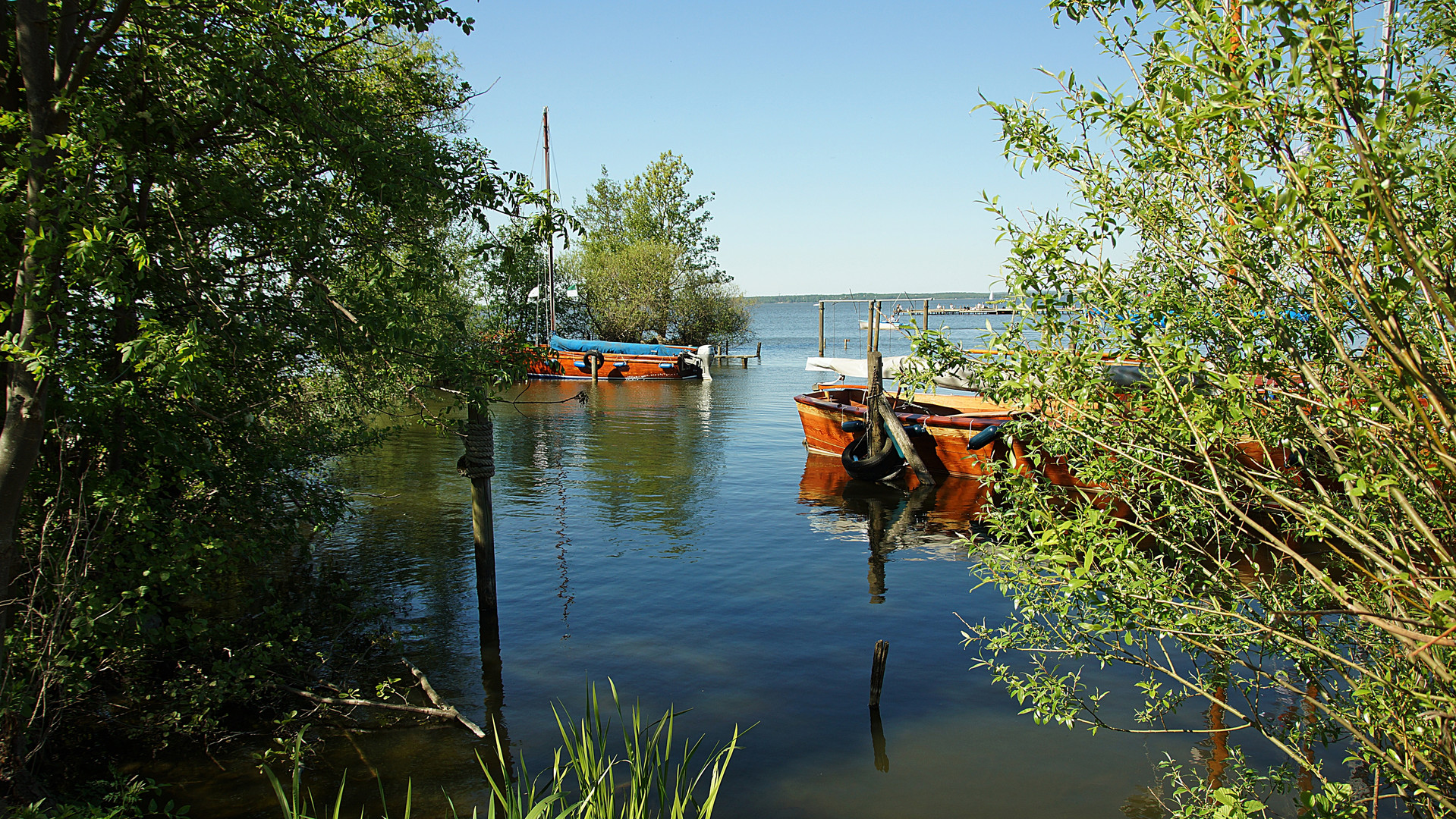 Auswanderer am Steinhuder Meer