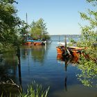 Auswanderer am Steinhuder Meer