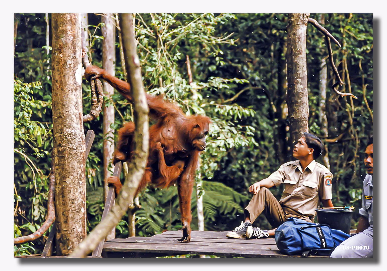 Auswilderungsstation Orang Utans - Sumatra