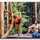 Auswilderungsstation Orang Utans - Sumatra