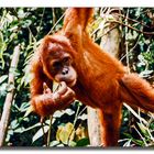 Auswilderungsstation Orang Utans - Sumatra