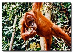 Auswilderungsstation Orang Utans - Sumatra