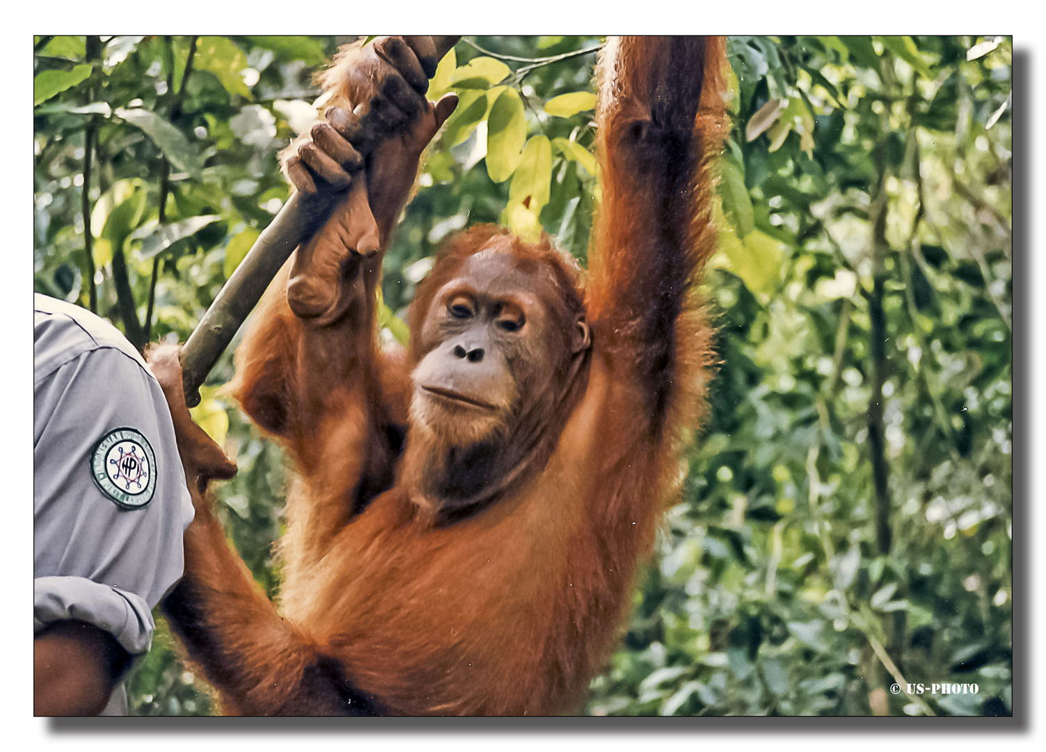 Auswilderungsstation Orang Utans - Sumatra