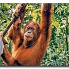 Auswilderungsstation Orang Utans - Sumatra