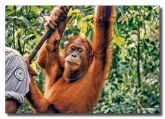 Auswilderungsstation Orang Utans - Sumatra