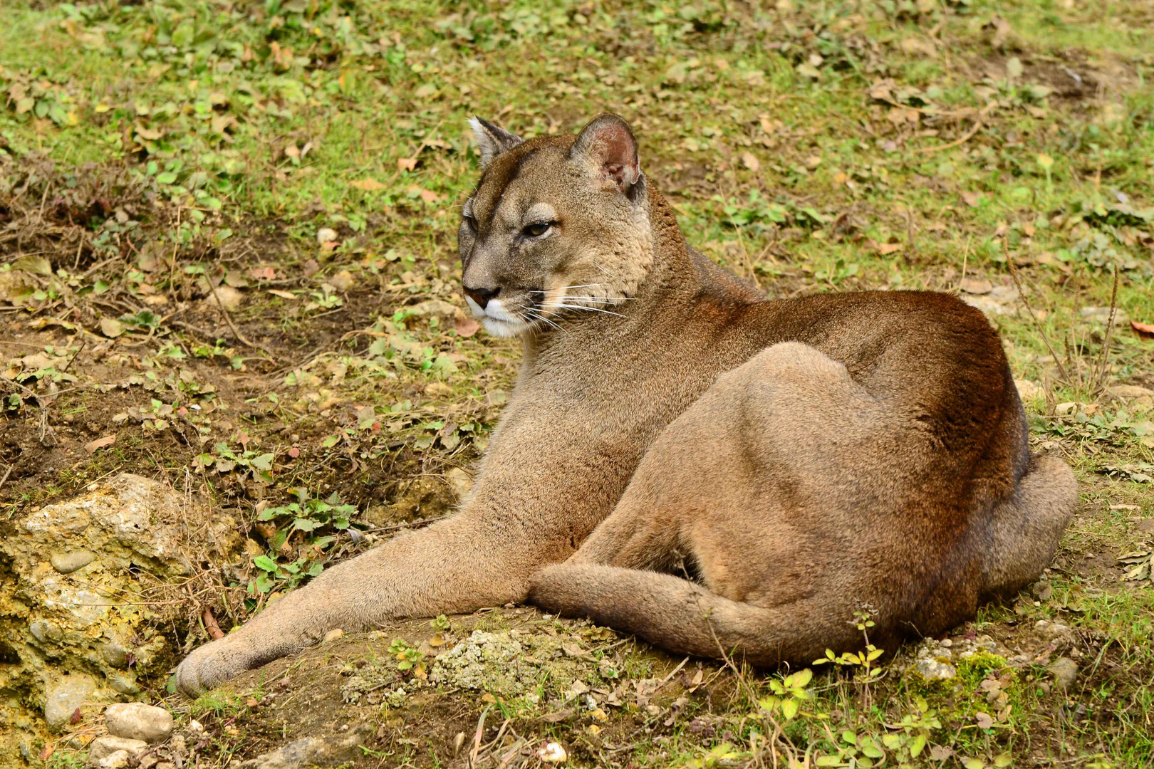 Auszeit - Puma Zoo Salzburg