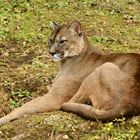 Auszeit - Puma Zoo Salzburg