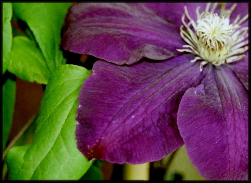 Auszug aus Clematis