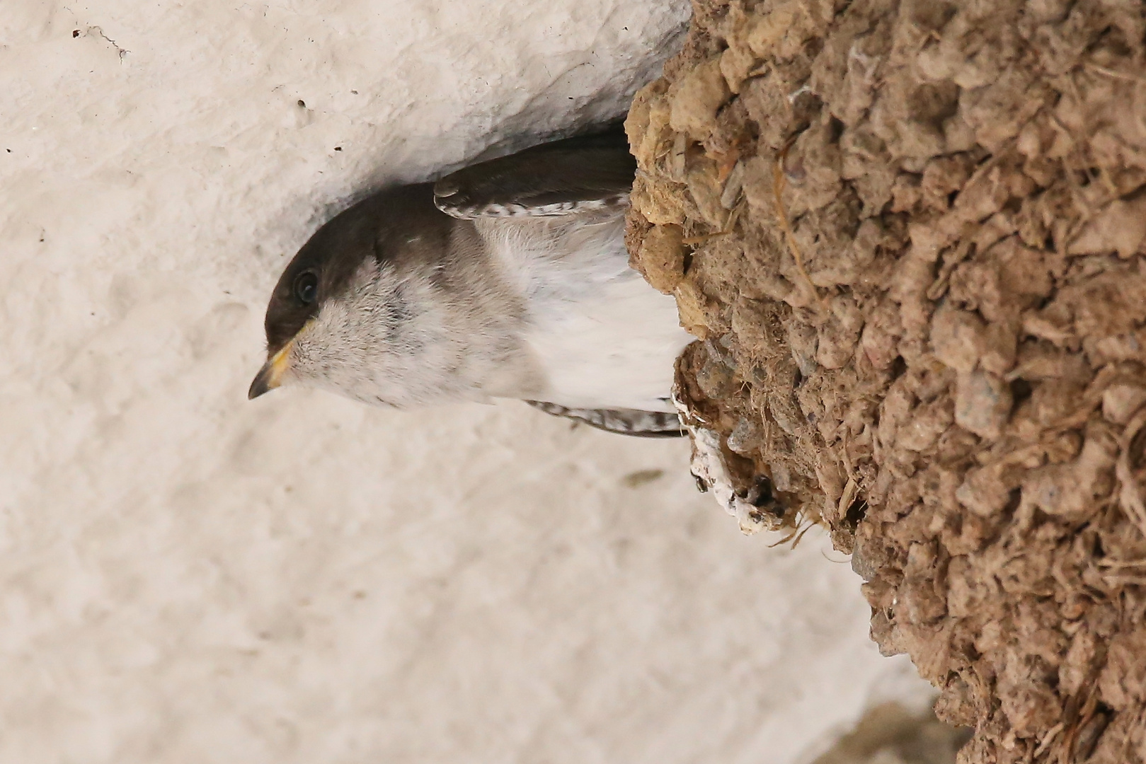 Auszug aus dem Nest (2017_07_29_EOS 6D_5061_ji)