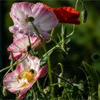 Auszug aus meinem Naturgarten