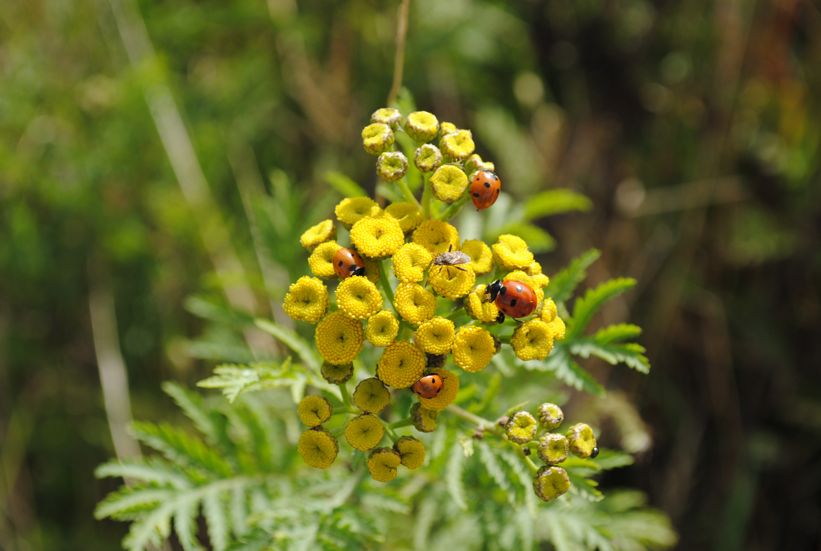 autant de coccinelle, c'est quoi ?