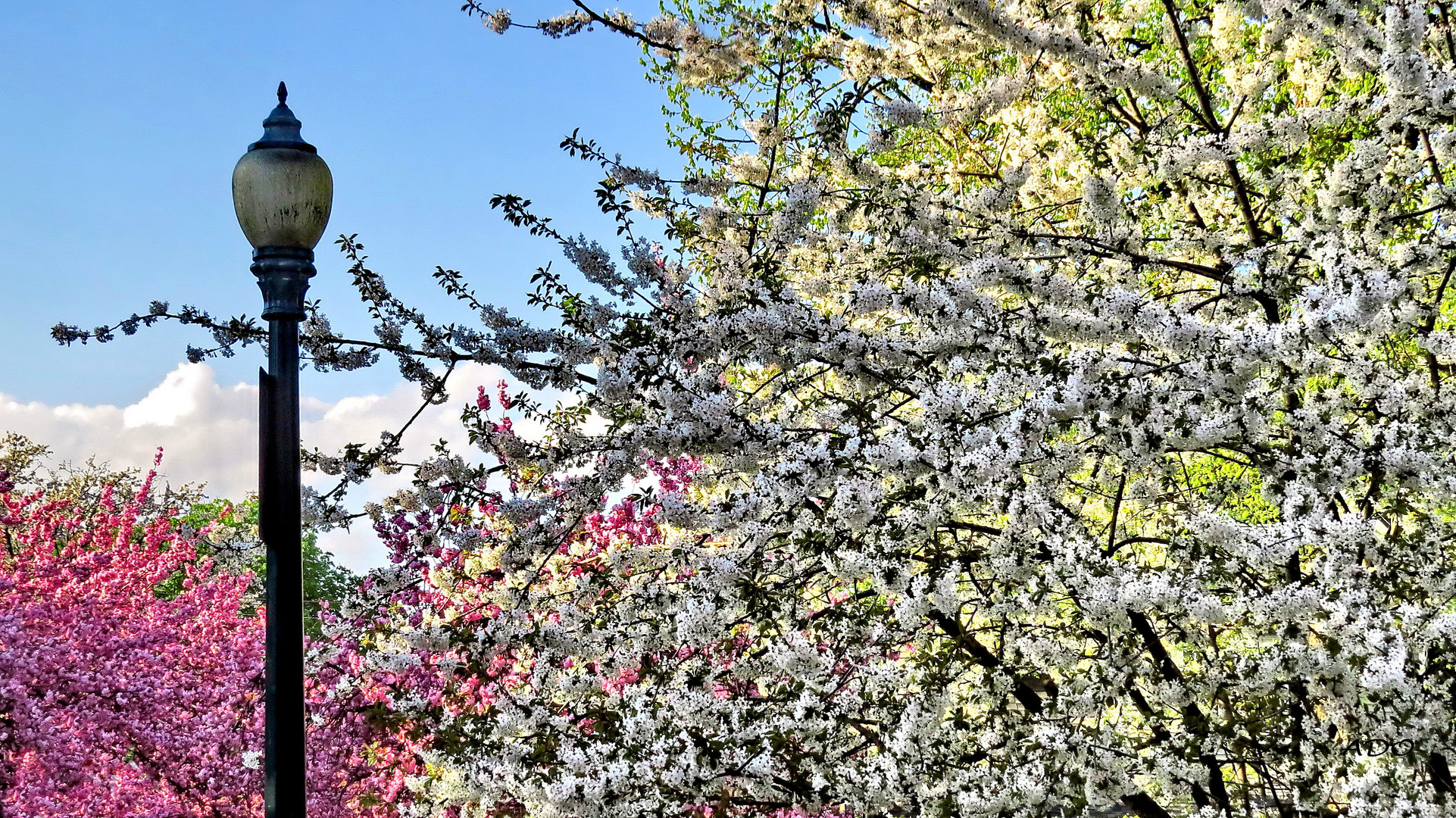 autant de fleurs