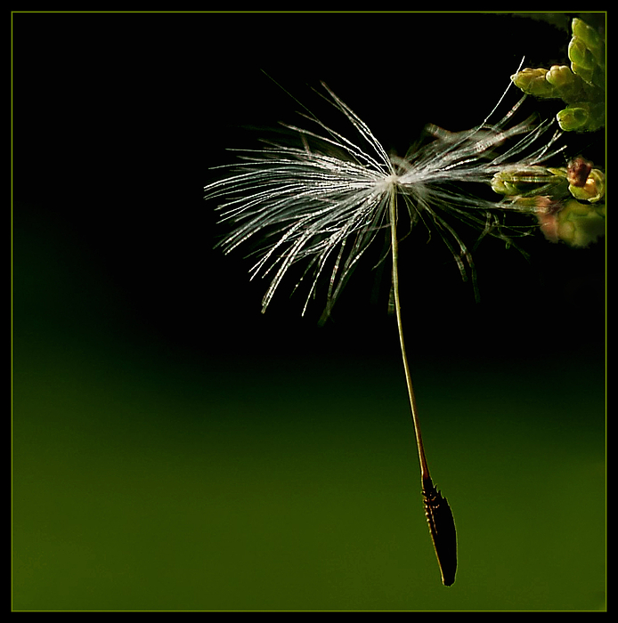 Autant en emporte le vent