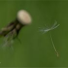 Autant en emporte le vent