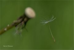 Autant en emporte le vent