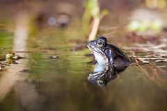 Authentischer Grasfrosch