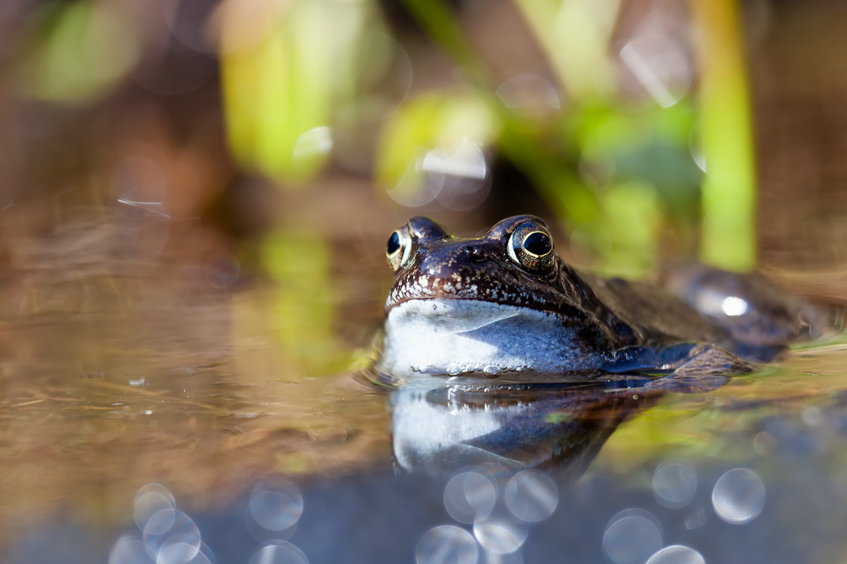 Authentischer Grasfrosch mit Laichballen