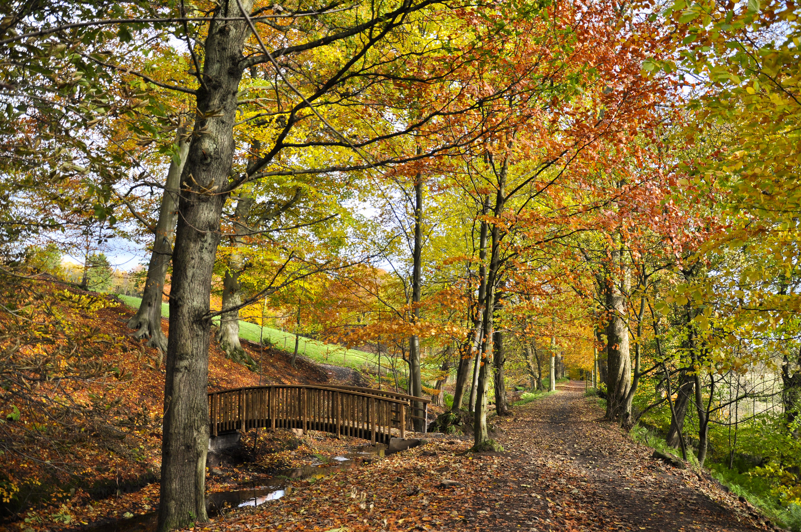 Autmn Woodland Walk