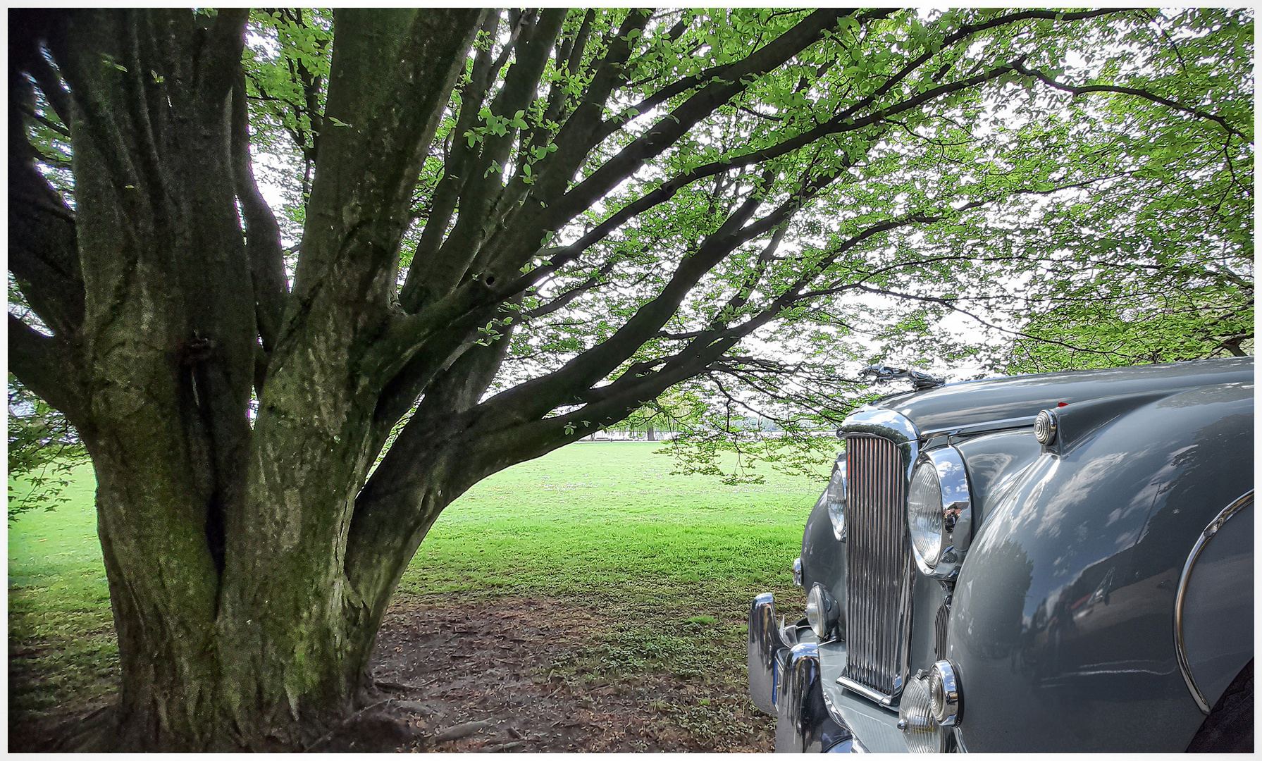 Auto im Park