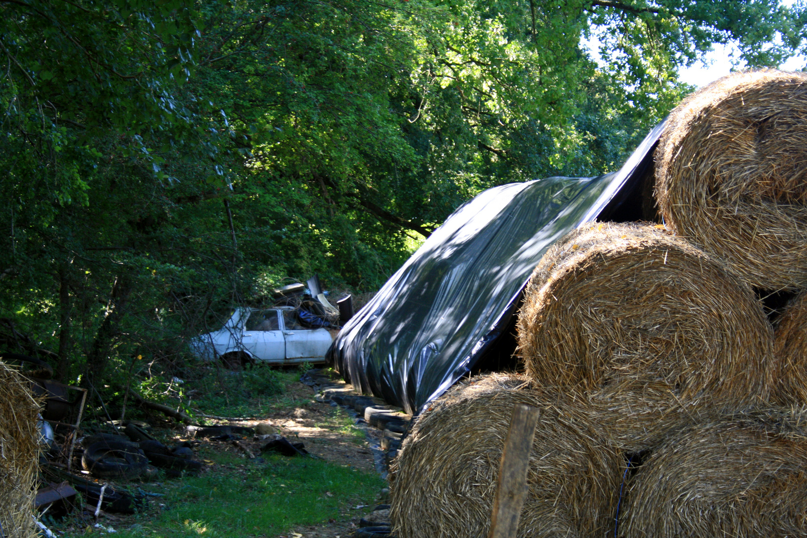 Auto in der Natur