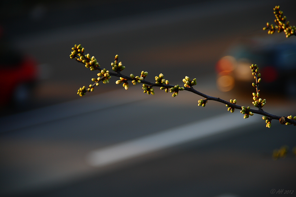 Autobahn-Frühling