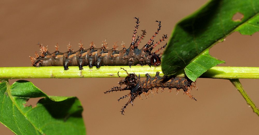 Natudeco Schmetterlingskäfig Insektenschmetterling Terrarium Schmetterlingskäfig Für Raupen Mit Reißverschlusstür Fliegende Insekten Netzkäfige Gewächshauszubehör 16,5 x 16,5 X 30,3