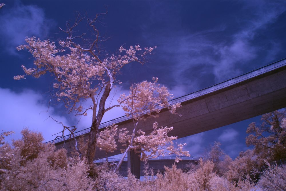 Autobahnbrücke über Wald