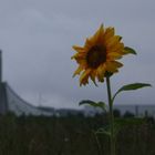 Autobahnkirche St. Christophorus mit Sonnenblume (Himmelkron)