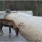 Autofahrer du nervst