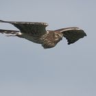 Autofensterfotografie - Wiesenweihenflugweibchen