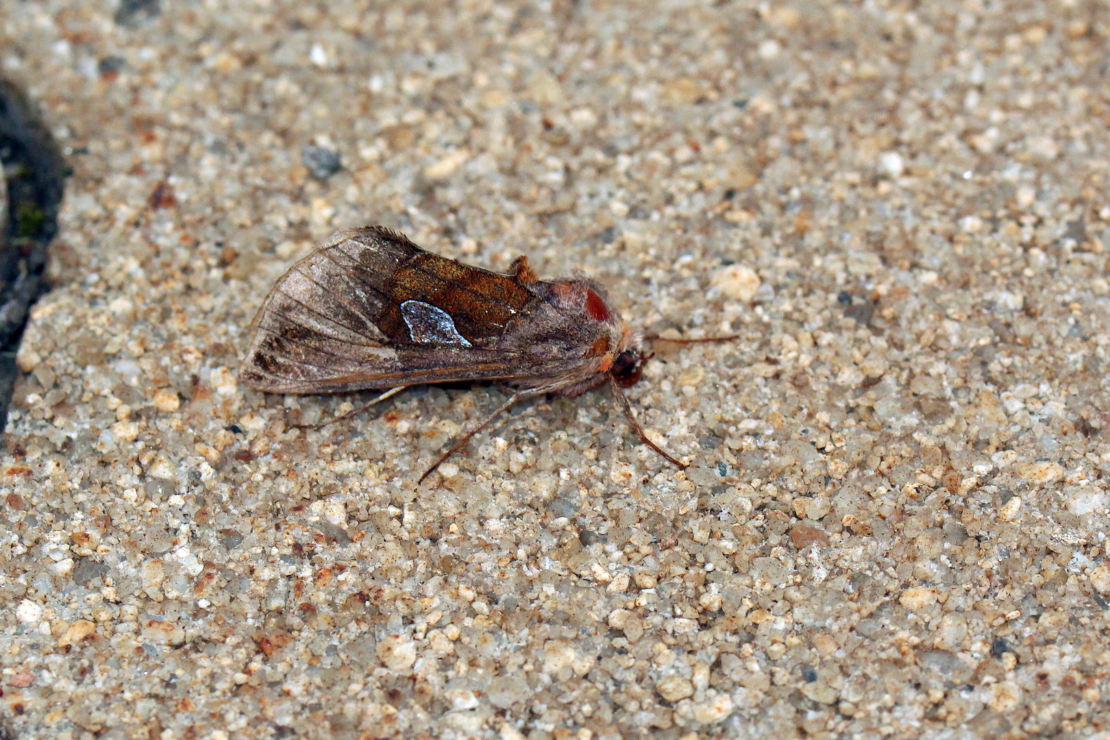 Autographa bractea