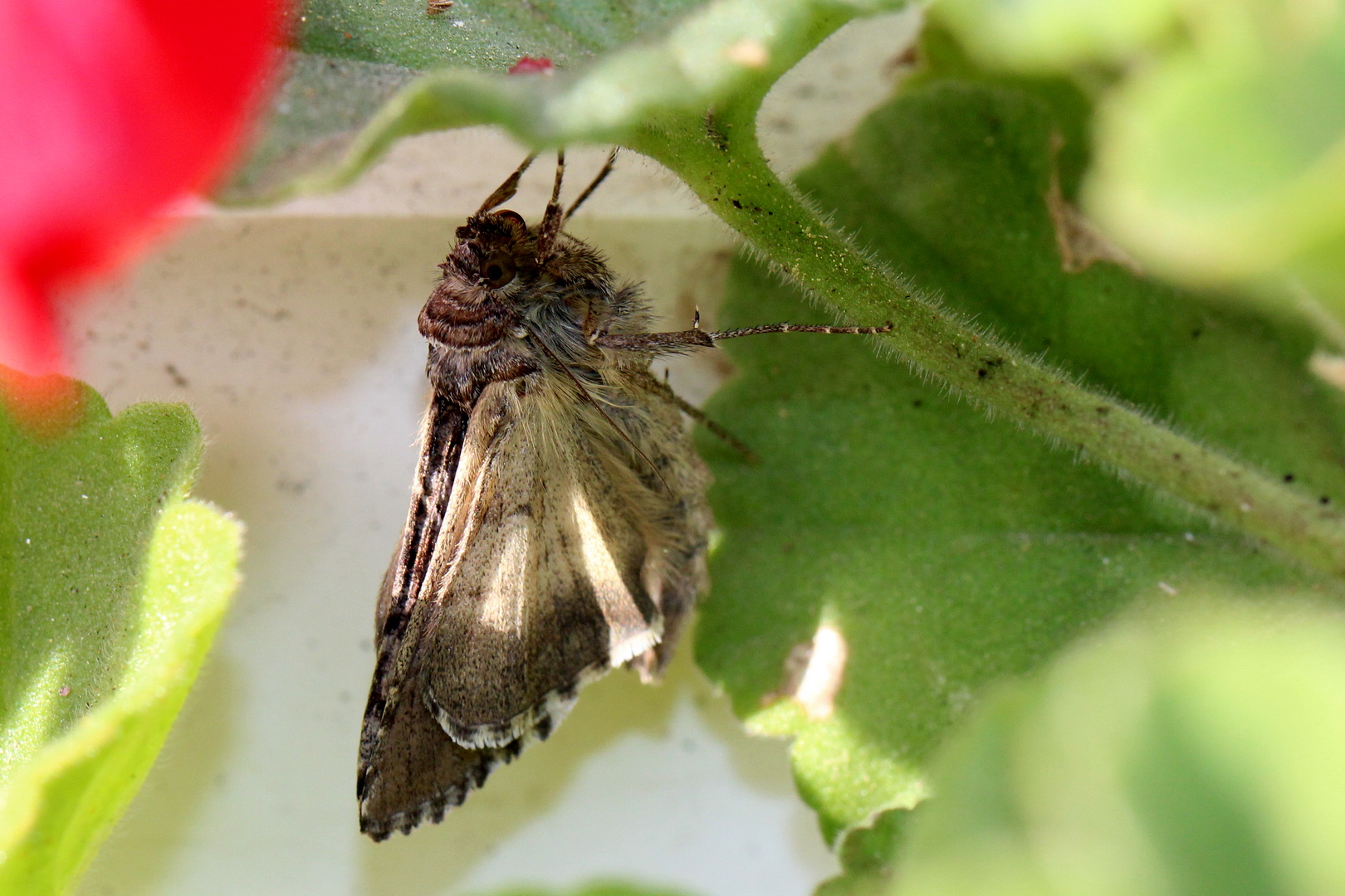 Autographa gamma